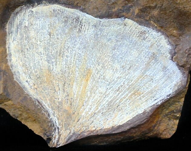 Fossil Ginkgo Leaf From North Dakota - Paleocene #59000
